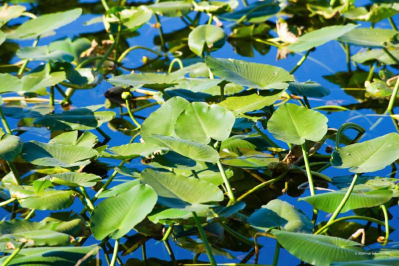 20090220_160444 D3 P1 5100x3400 srgb.jpg - Loxahatchee National Wildlife Preserve